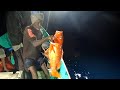 Catching Mangrove Jack, Marine Cat Fish &amp; Grouper Fish in the Sea