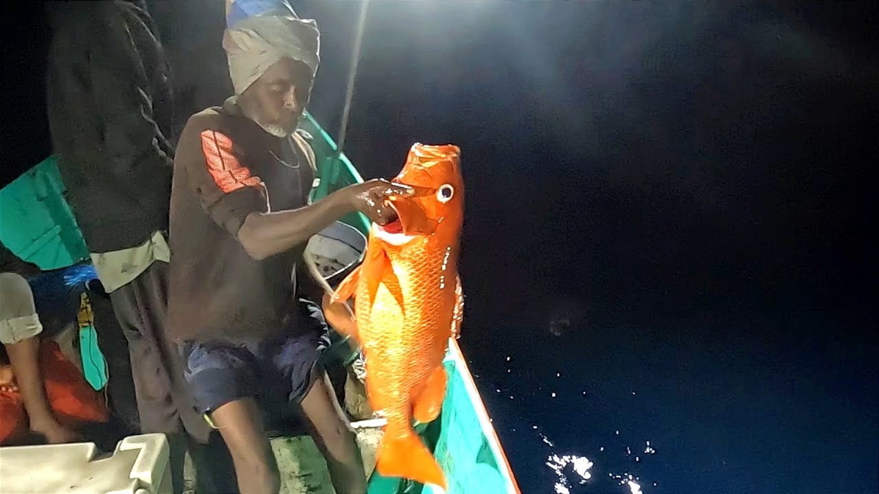 Catching Mangrove Jack, Marine Cat Fish & Grouper Fish in the Sea
