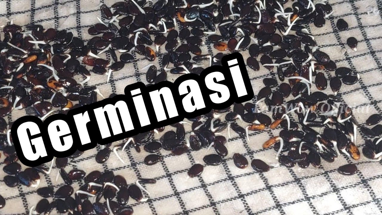 Как быстро прорастить семена арбуза всего за несколько часов‼️