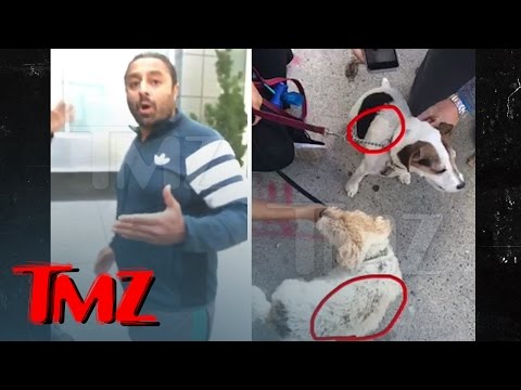 Dream Hotel Owner -- LiLo's Party Pal Accused of Burning Dogs | TMZ