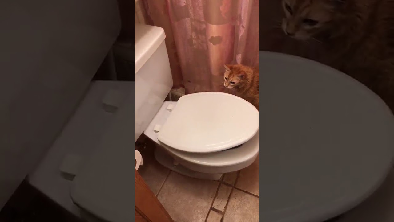 Customer reviews Bemis 148SLOWA 346 Mayfair Slow