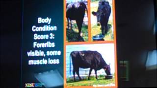 Beef Cattle Body Condition Scoring