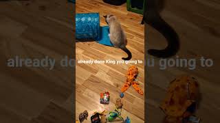 Not so Epic Battle #pet #cat #animal