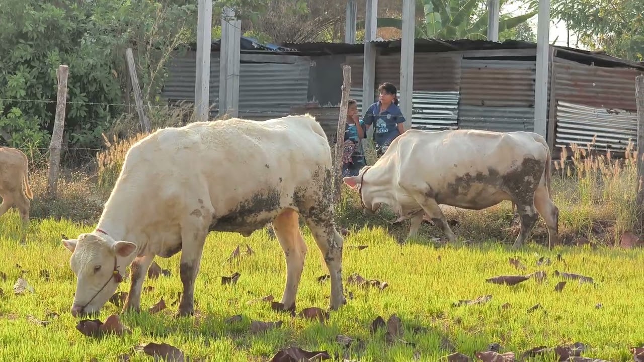 เลี้ยงวัวยามเย็นกัน #farming #cow #วัวชาโลเล่ #หญ้าแพงโกล่า 
