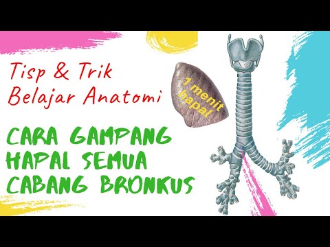 Tips dan Trik Belajar Anatomi : Cara Cepat dan Gampang Menghapal  Percabangan Bronkus