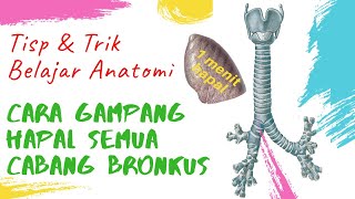 Tips dan Trik Belajar Anatomi : Cara Cepat dan Gampang Menghapal  Percabangan Bronkus