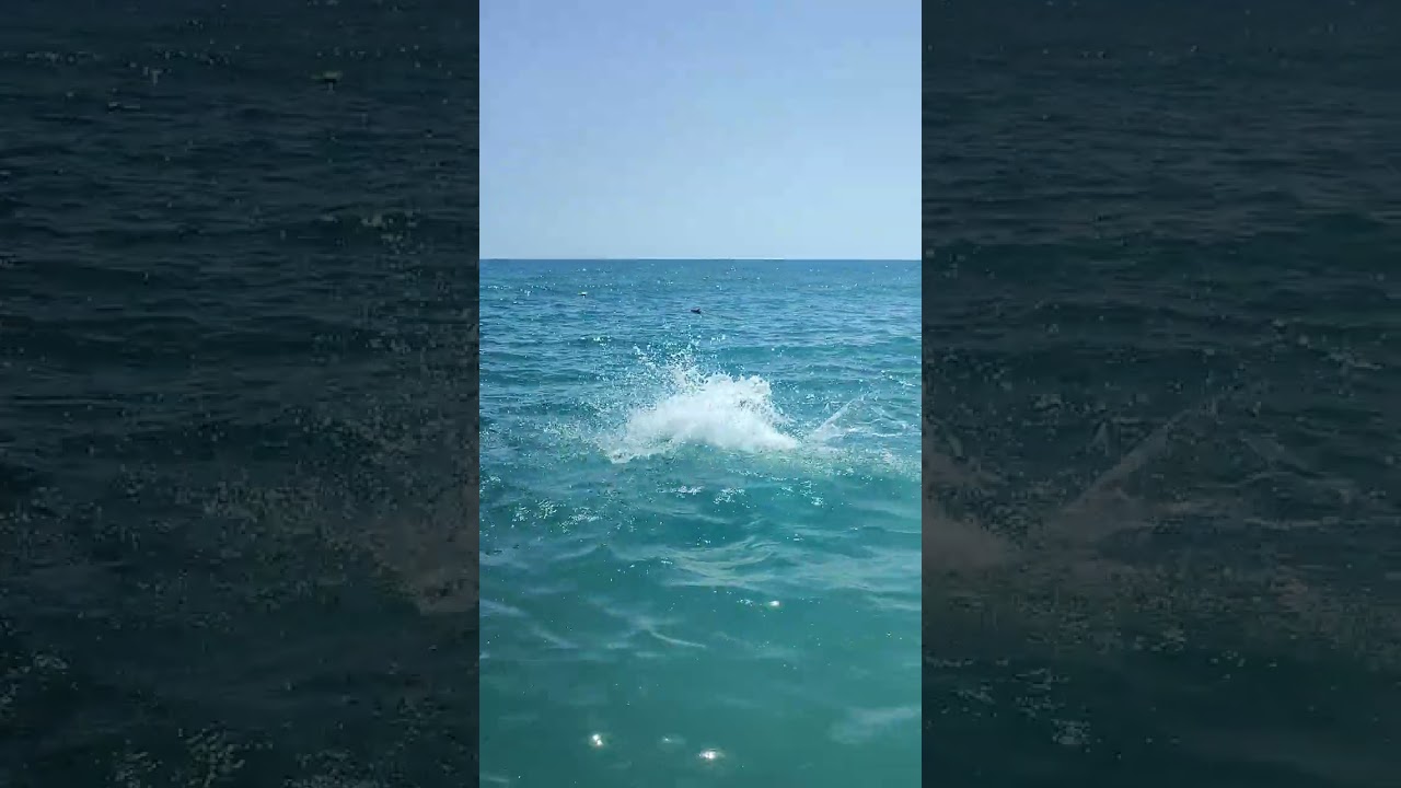 Mega Water Jump  🏝️🌊✨