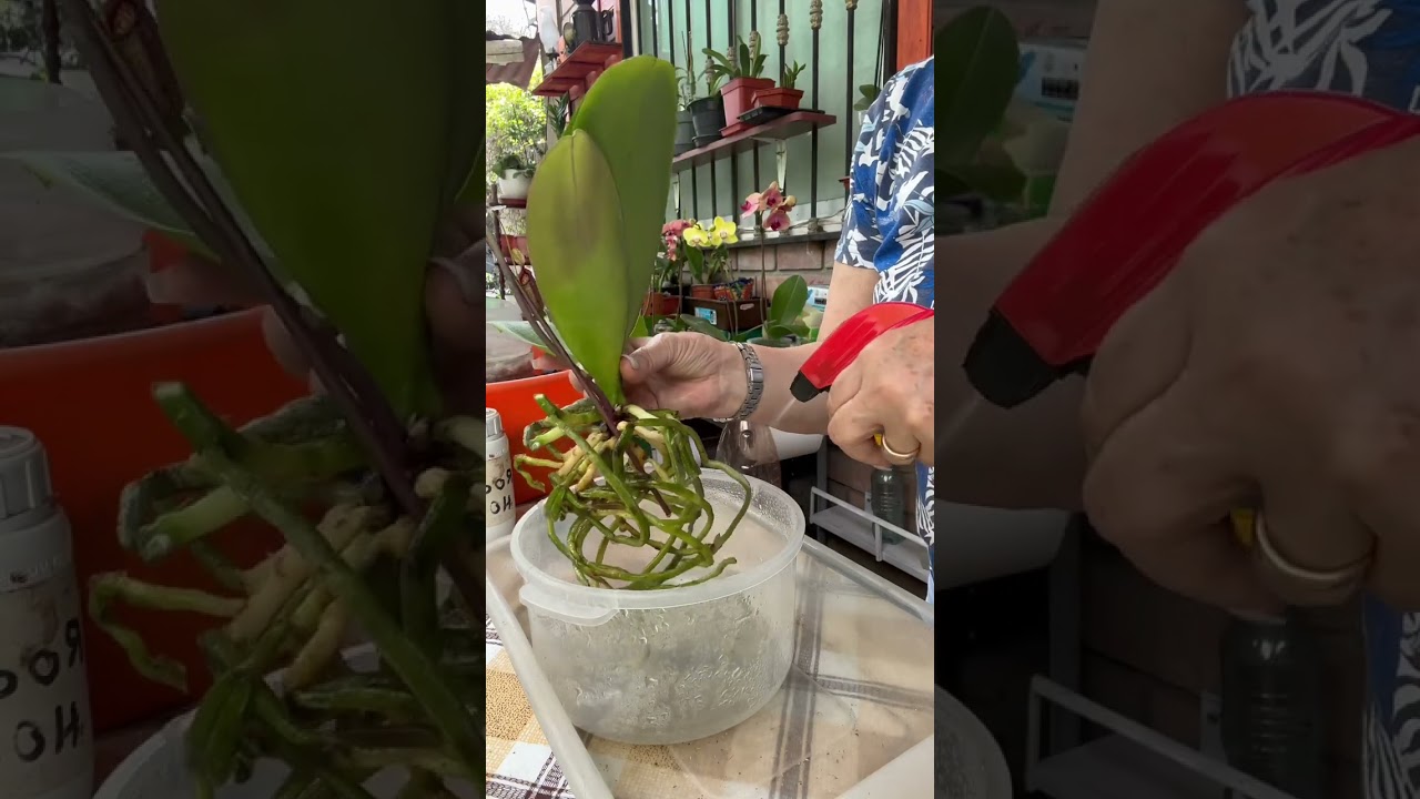 Cambio phallanopsis en musgo x sustrato primiun que drena perfectamente