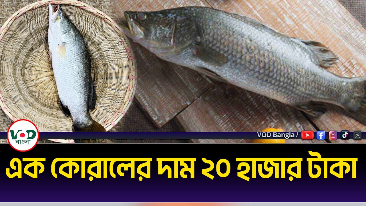 এক কোরালের দাম ২০ হাজার টাকা | Koral Fish | VOD Bangla - YouTube