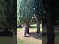 🌳 Green Oasis at Slovenska Plaža, Budva 🌺✨