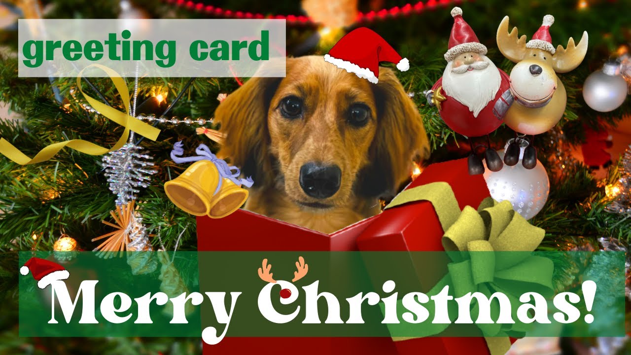 動物クリスマスカード（犬）】クリスマスプレゼント動画/Christmas