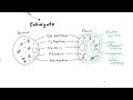 AQA GCSE - B1.1-5 Cell structure OVERVIEW