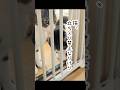 立ち入り禁止に納得出来ない猫#ねこ