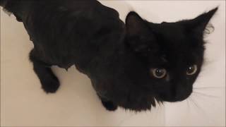 Видео урок . Как искупать кошку?\\\how to bathe a cat? Видео урок . Как искупать кошку?\\\how to bathe a cat?