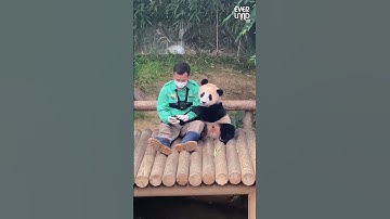 Panda that loves human #panda