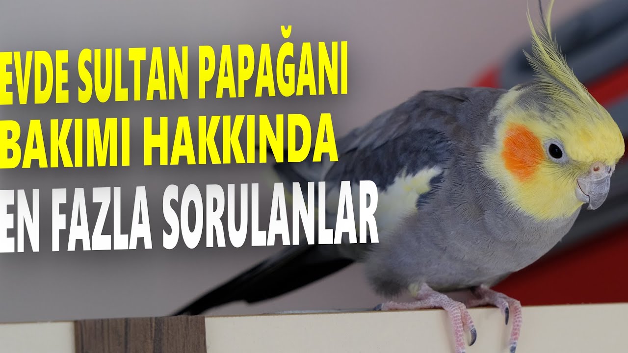 Evde Sultan Papağanı Bakmanın Zorlukları (SULTAN PAPAĞANI BAKIMI ZOR MU)