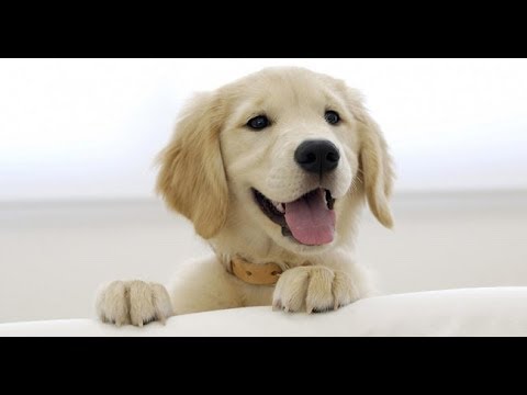 Video: Mengapa Anjing Saya Muntah Empedu di Pagi Hari?