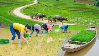 Download Lagu Timelapse - Rice Planting In Early Spring | Manual Rice Farming MP3