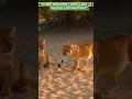 🦁 Peaceful Moments in the Wild | Lion Pride Family Time 🌿✨ #wildlife #naturelovers #lion #wildtv