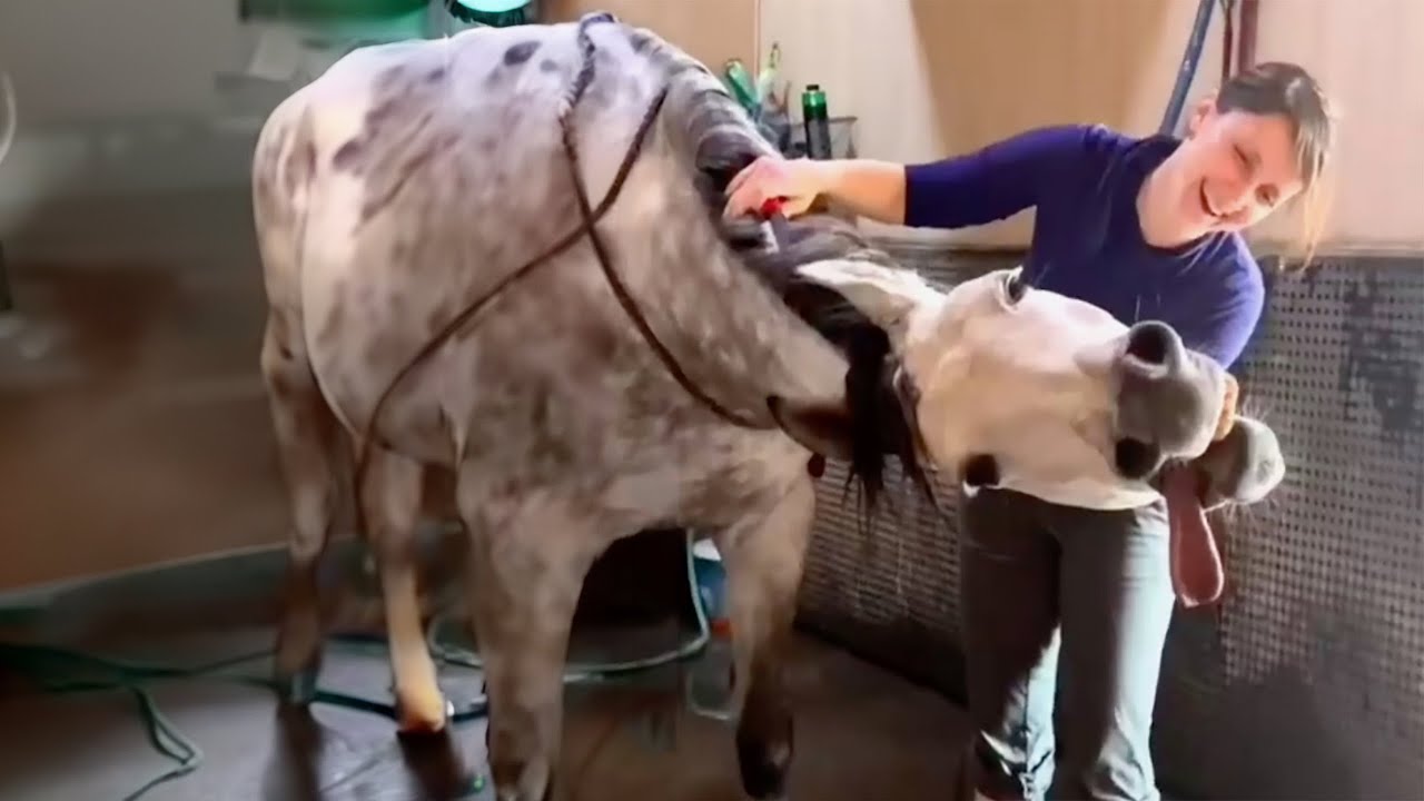 Best horse videos - These Funny Amd cute Horses are a must watch! P5