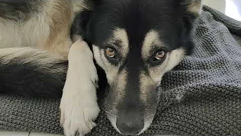 Video 1455371: persian cat breed, siberian breed, siberian mix, dog siberian, cross breed