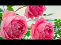 Natural Beautiful Rose Flowers Amazing view 👌