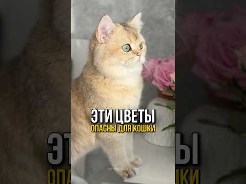 Эти 5 цветов опасны для вашей кошки🌿🐱