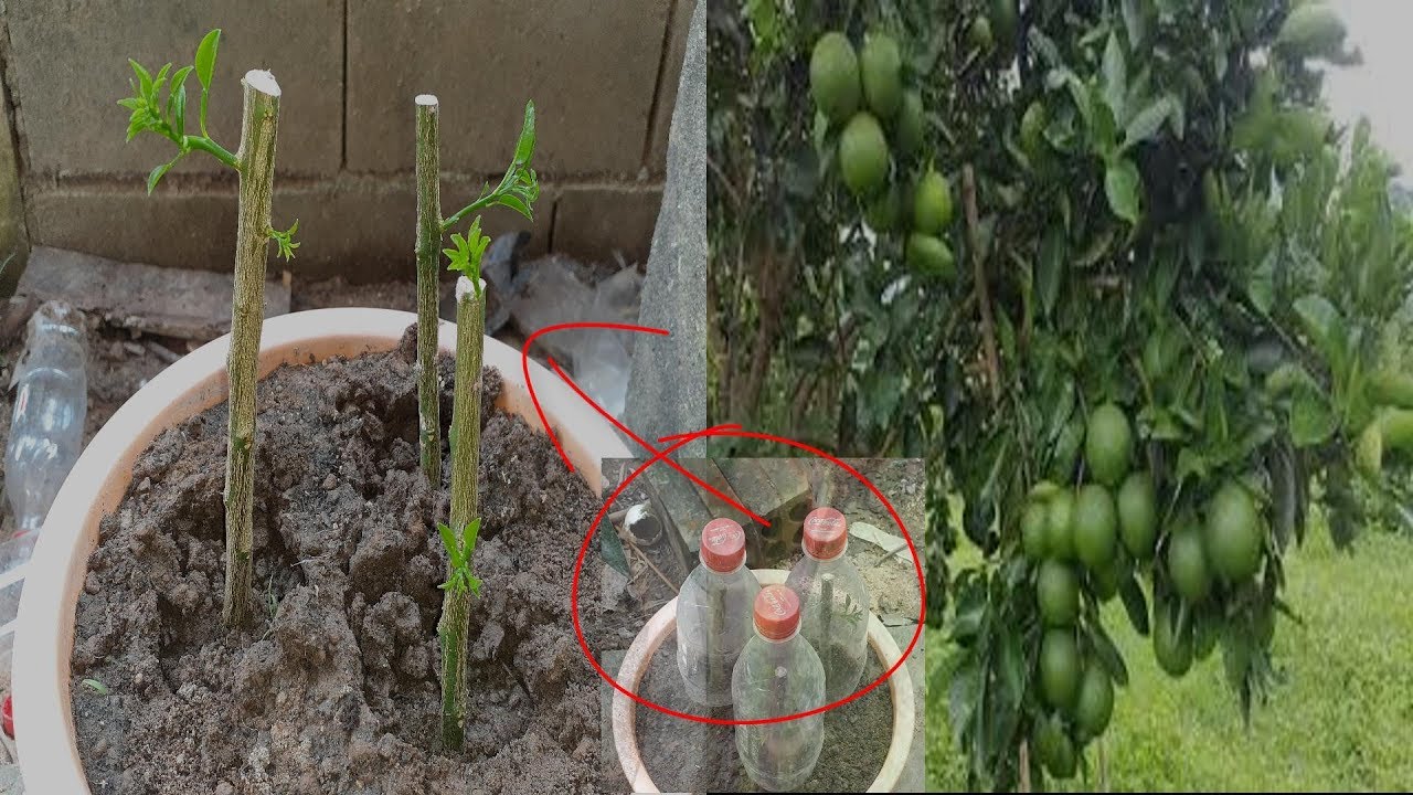 Grow lemon tree from cutting ( agri cambo ) YouTube