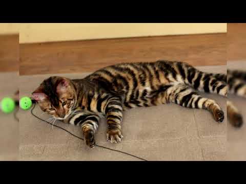 Видео: Toyger