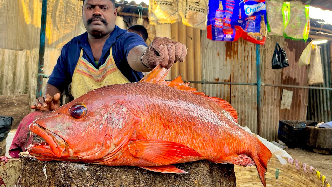 KASIMEDU SPEEDSELVAM BIG SIZE RED SNAPPER FISH CUTTING VIDEO 