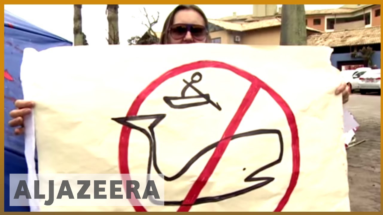 🐋 اللجنة الدولية لصيد الحيتان ترفض اقتراح اليابان برفع الحظر المفروض على صيد الحيتان التجاري | الجزيرة الإنجليزية