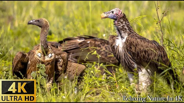 4K Amazing African Birds - African Wildlife Video ...