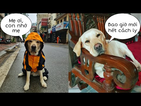 Video Kim Chi Vẫn Bị Cách Ly, Mong Là Không Có Thêm Đàn Chút... - youtube