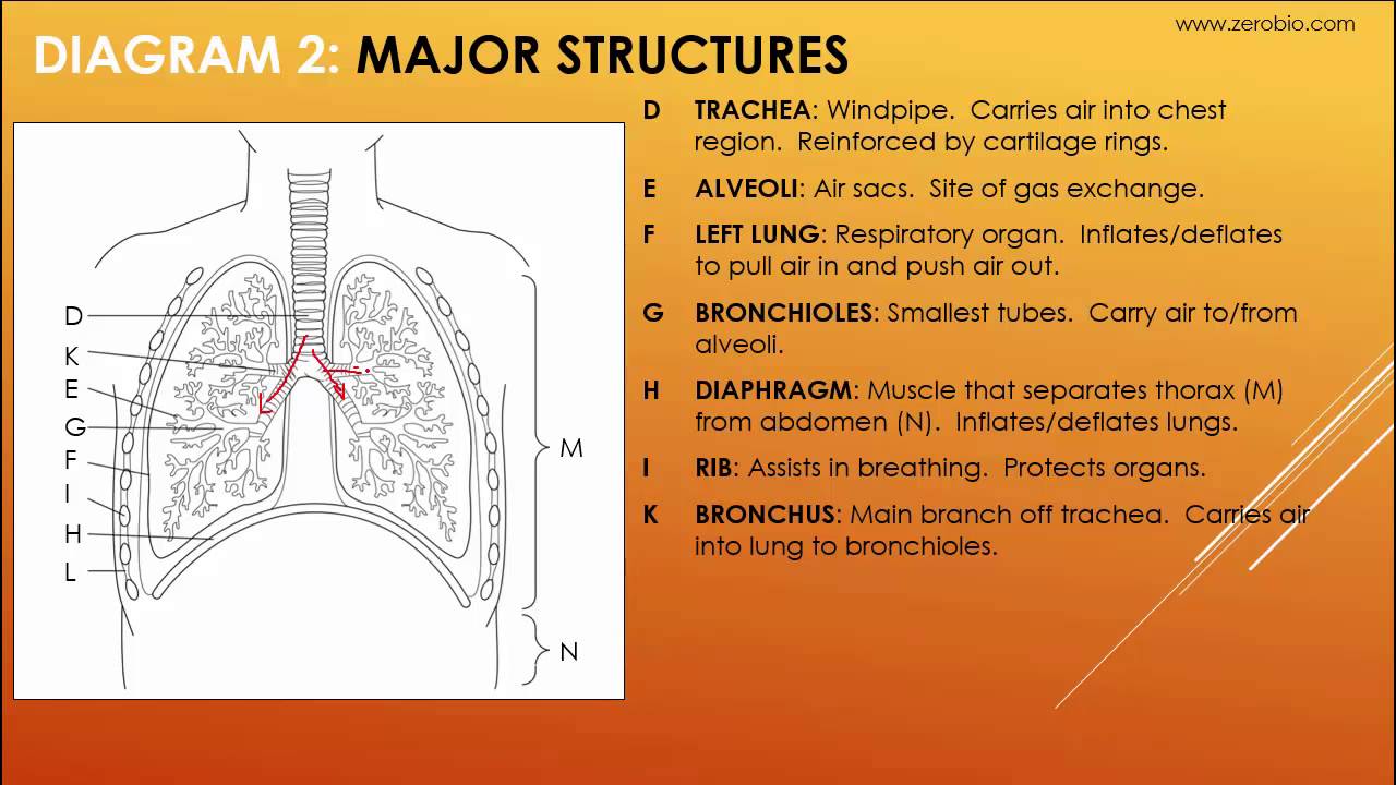 GR 11 Respiratory System (Science Tutorial Video) - YouTube