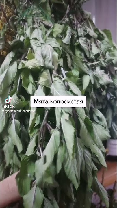 Сбор трав для чая и составления сборов для лечения 🌿 - YouTube
