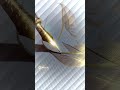 plume AI
