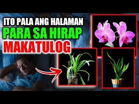 Video: Ano ang pinakamahusay na oras upang magtanim ng mga conifer?