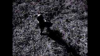 collective dade - shine