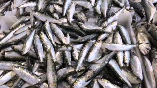 #15.64# - Mercado Municipal / Municipal Market - Figueira da Foz