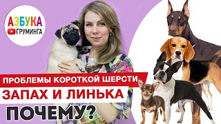 Груминг мопса. Короткая шерсть  линька и как убрать запах.