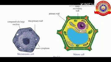 KRSMA#Standard 8 Basic Science Notes Chapter 2 Cell Clusters.