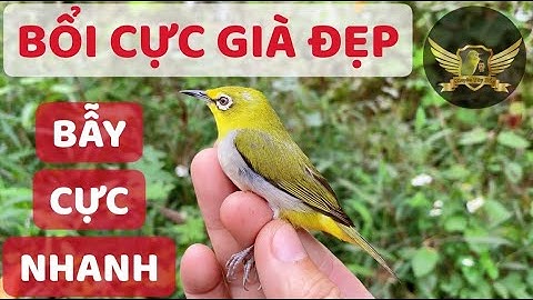 Bẫy Khuyên Bổi Cực Đẹp Đưa Đàn Về Quát Xong Nhảy Luôn Cực Nhanh - Super Fast Pleci Bird Trap | KTB