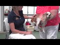 Therapy Dog Training and Test
