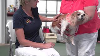 Therapy Dog Training and Test