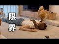 愛犬が元気すぎて体力の限界を感じてます…