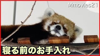 顔を洗う姿が可愛いレッサーパンダ Red Panda wash the face