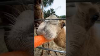 Camel ASMR! #animal #nature #wildlife #camel #ASMR #Baby