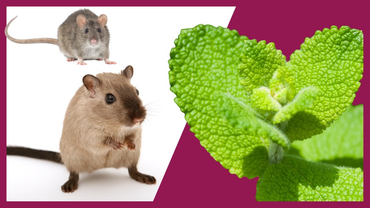 PLANTA para AHUYENTAR Ratas ⭐ Olor para Ahuyentar Ratas - YouTube