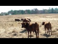 Teddy Gentry- Creator of South Poll Cattle