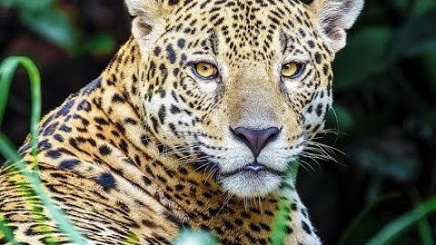 What is a keystone species?